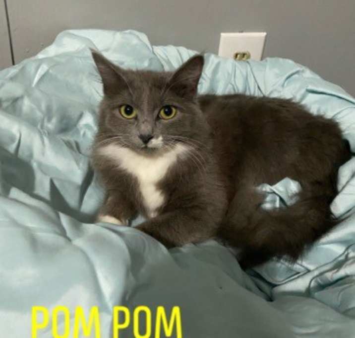 Photo of Pom Pom