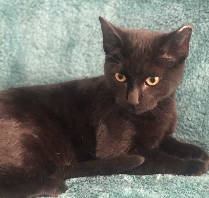 Photo of TOMASITO - SWEET CALM BOY!