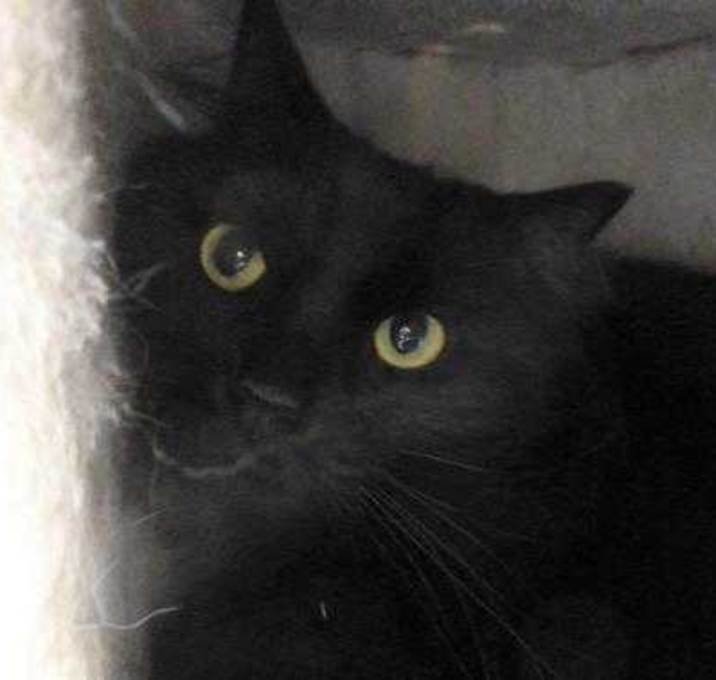 Photo of Fish with Num Num - Spirit Cat