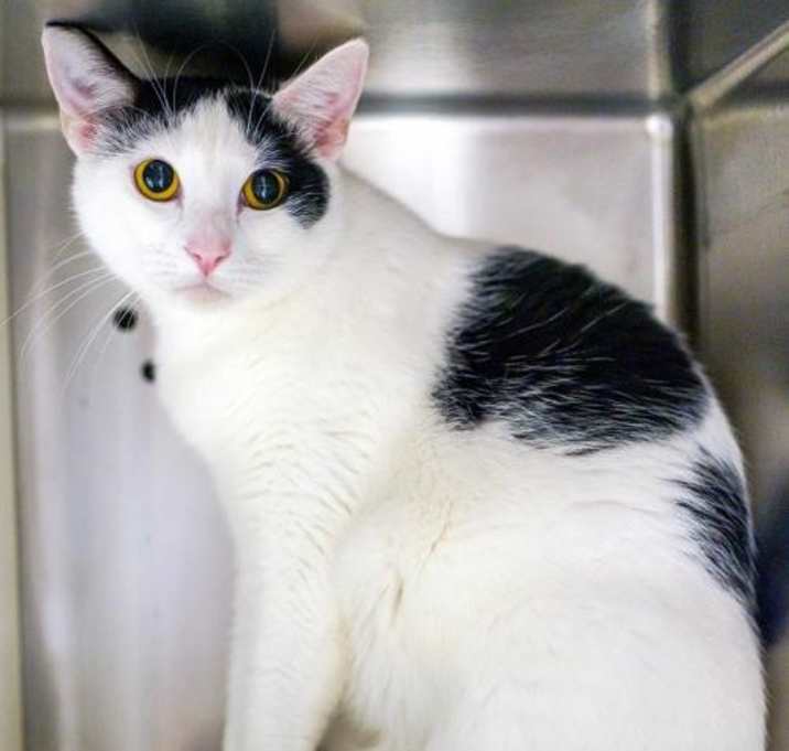 Photo of Anakin  *in foster care*