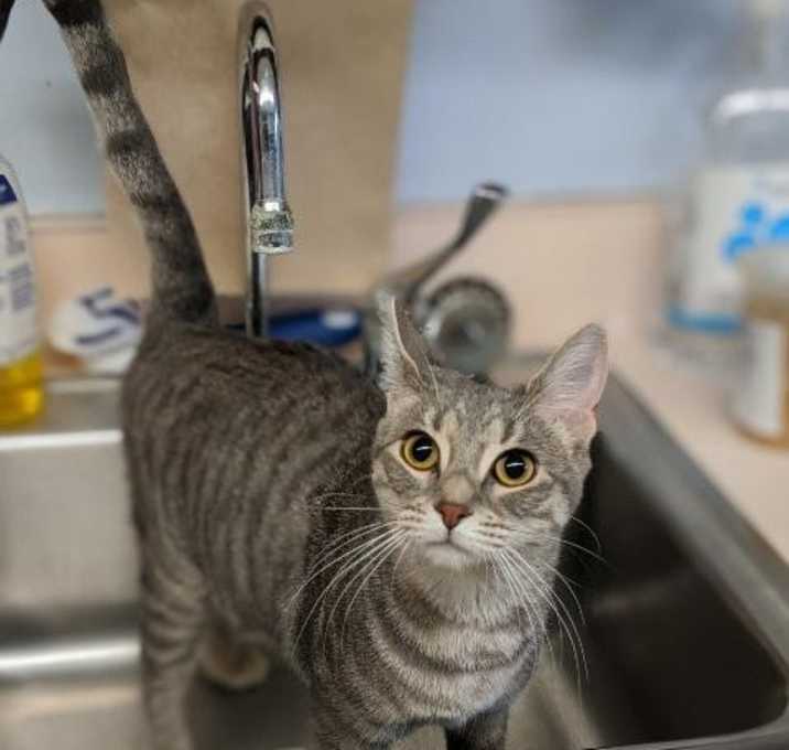 Photo of Bondi--In Foster