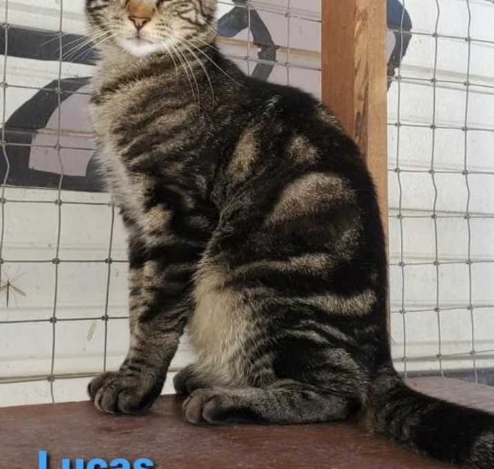 Photo of Lucas