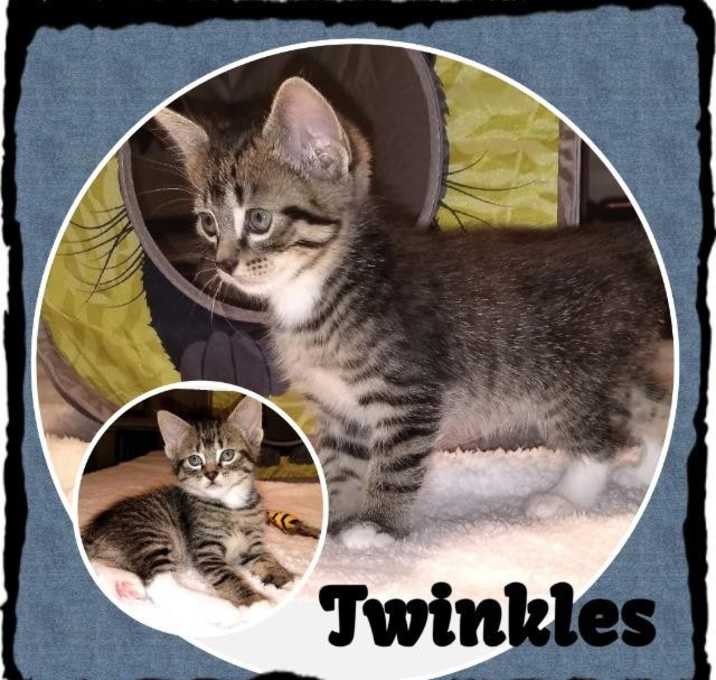 Photo of Twinkle
