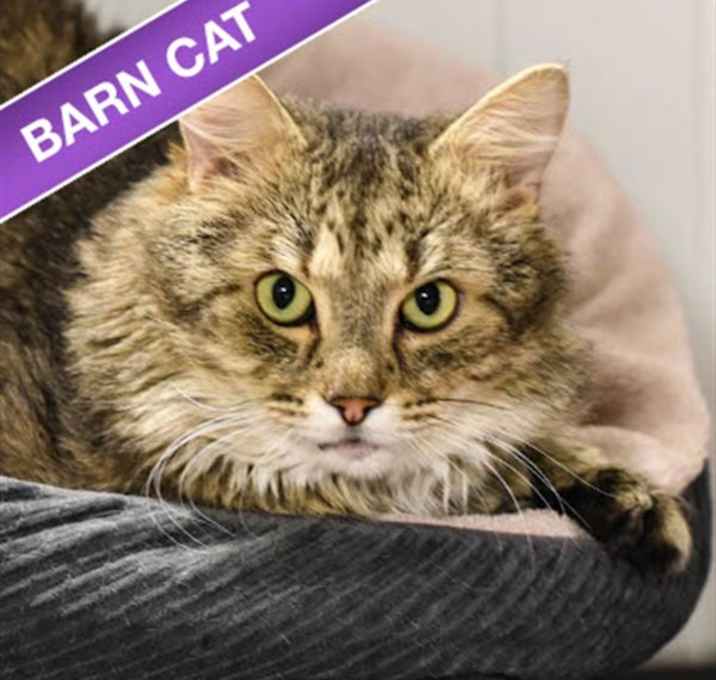 Photo of Peppe Le Pew