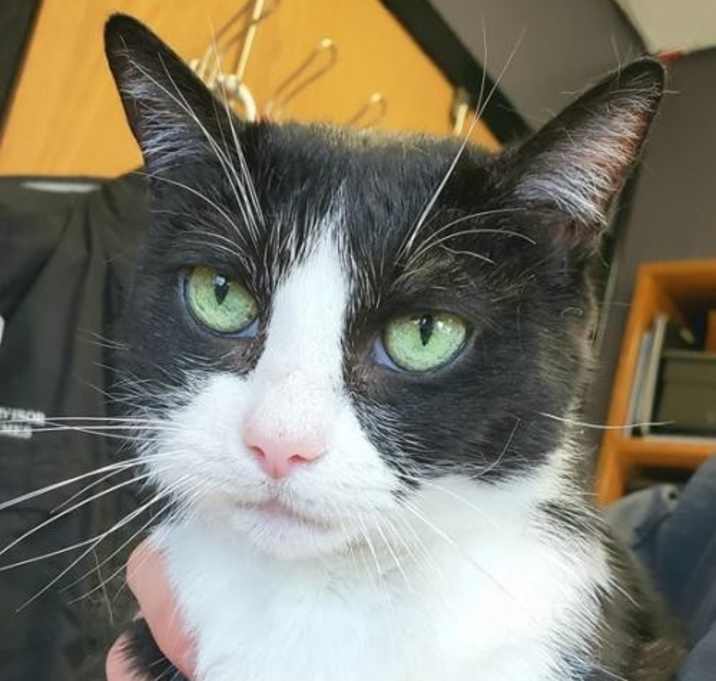 Photo of Minnie - FREE Adoption Fee