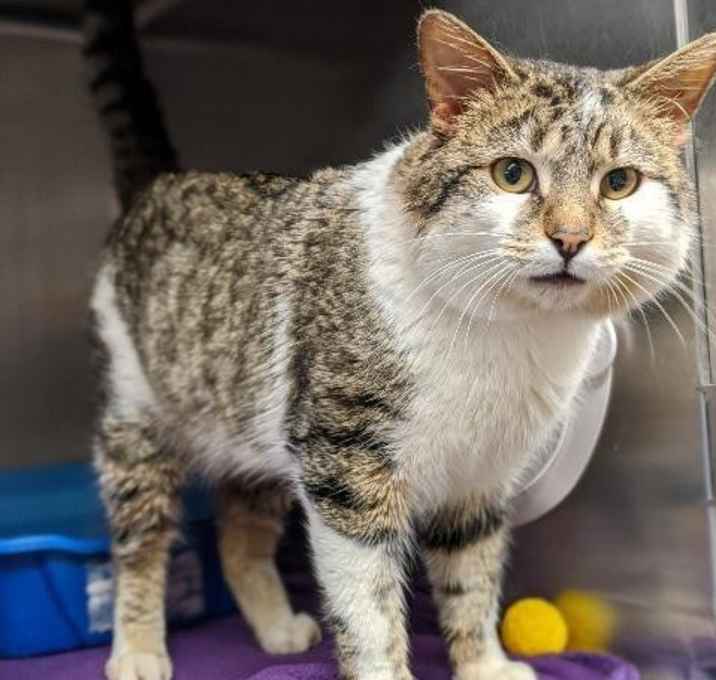 Photo of Legos--In Foster