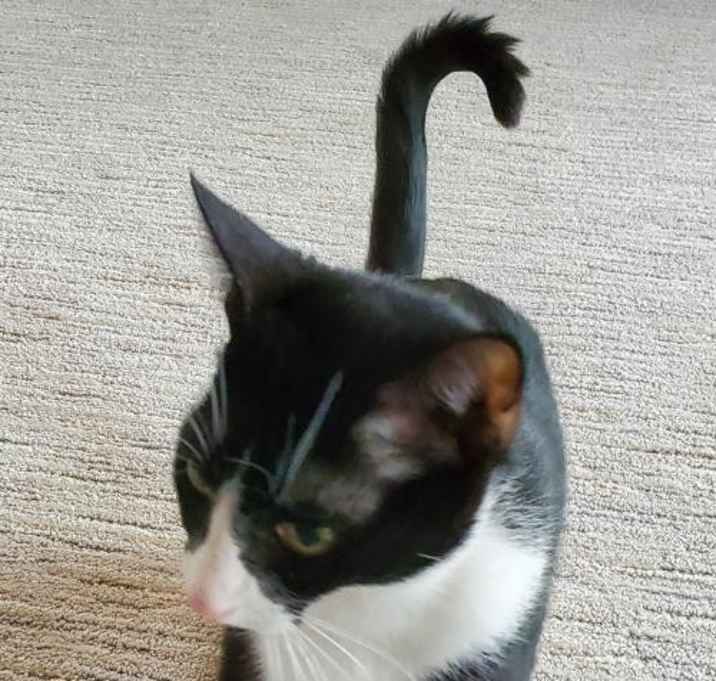 Photo of Patches: Polydactyl (FCID# 03/19/2020 - 40)