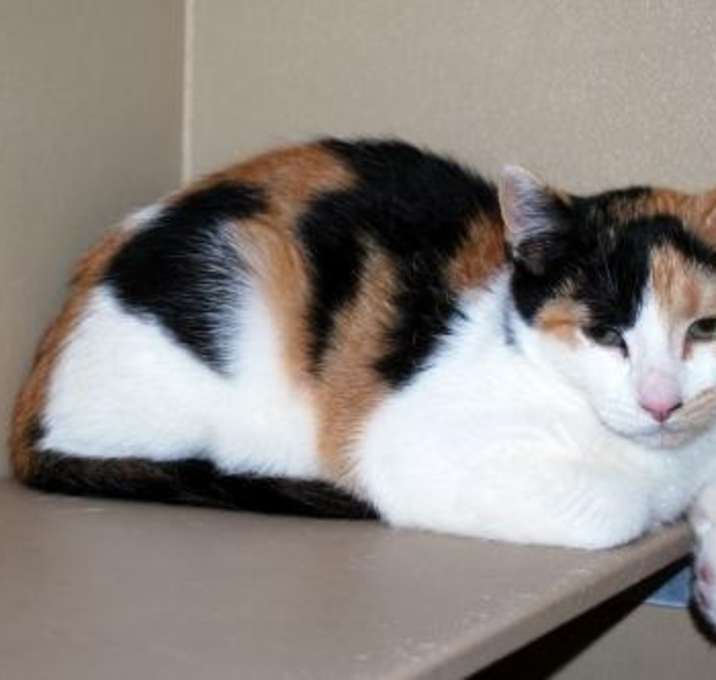 Photo of CAT IN DANGER Kenna #7166