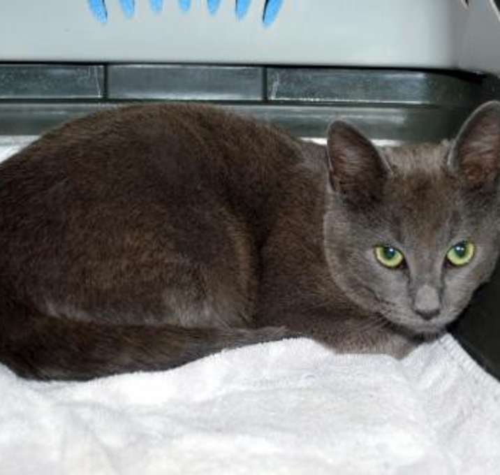 Photo of CAT IN DANGER Kiwi #7164