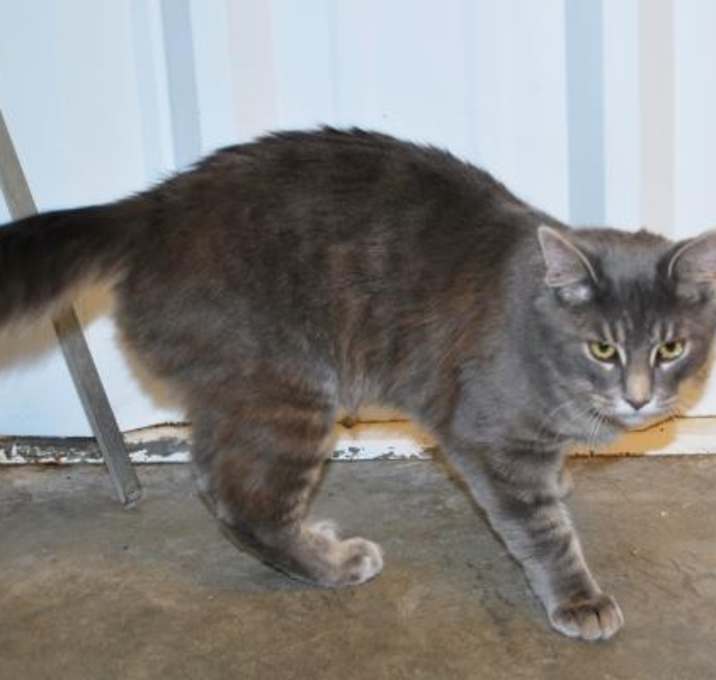 Photo of CAT IN DANGER Kai #7163