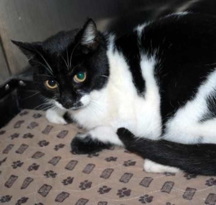 Photo of CAT IN DANGER Kirby #7147