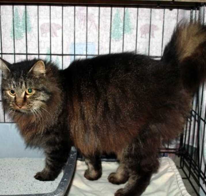 Photo of CAT IN DANGER Jewel #7106