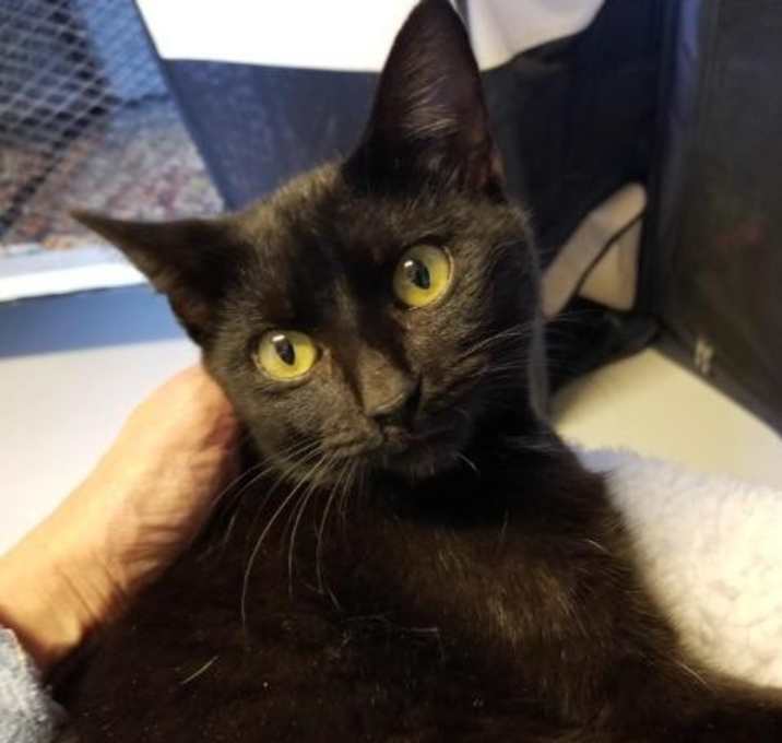 Photo of Buddy ***PHH Sponsor $50***