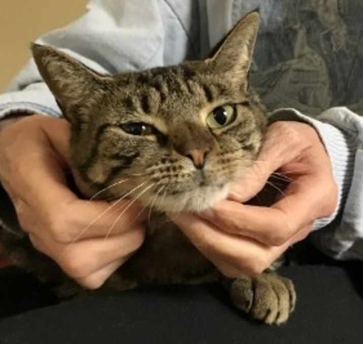 Photo of Swirly Girl - Lap cat and Playful