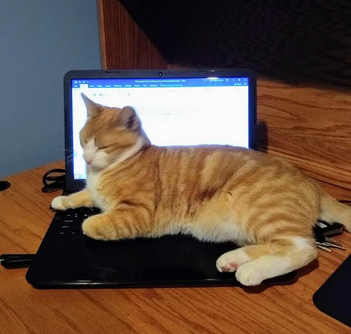 Photo of Romulus (Romy)