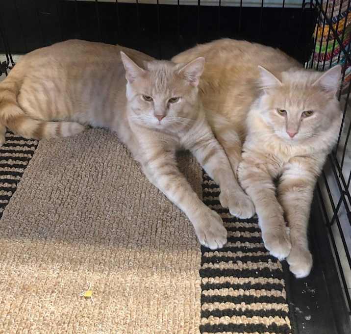 Photo of Simba and Zazu