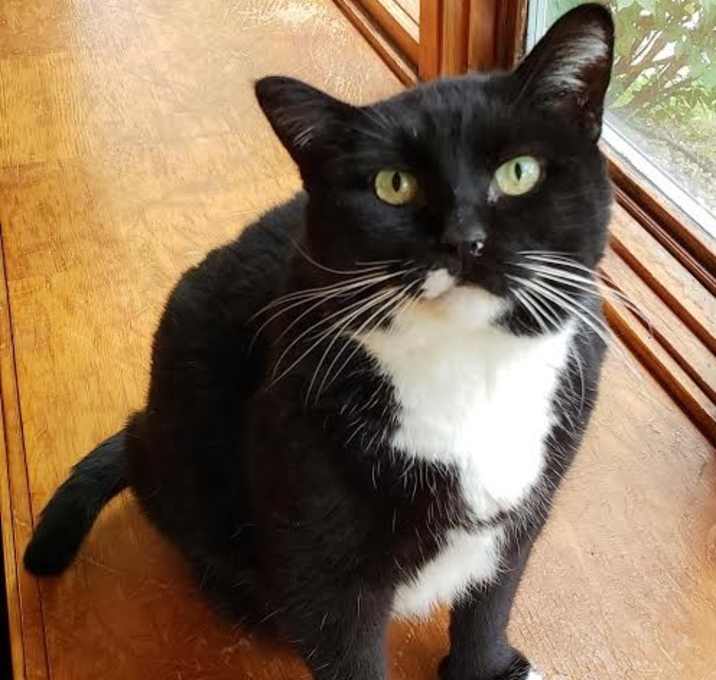 Photo of Norah Boots *Declawed