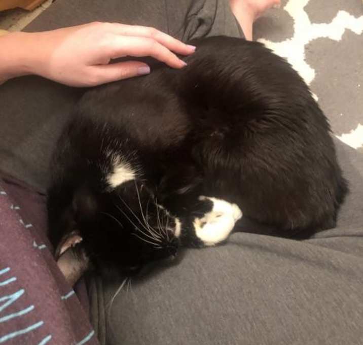 Photo of Marvelous Max the Lap Cat