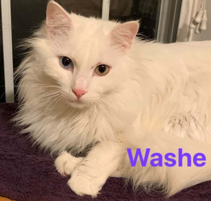 Photo of Bonded Pair- Washe