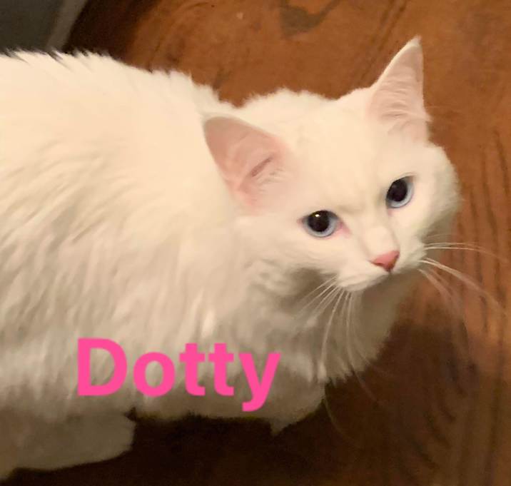 Photo of Bonded Pair- Dotty