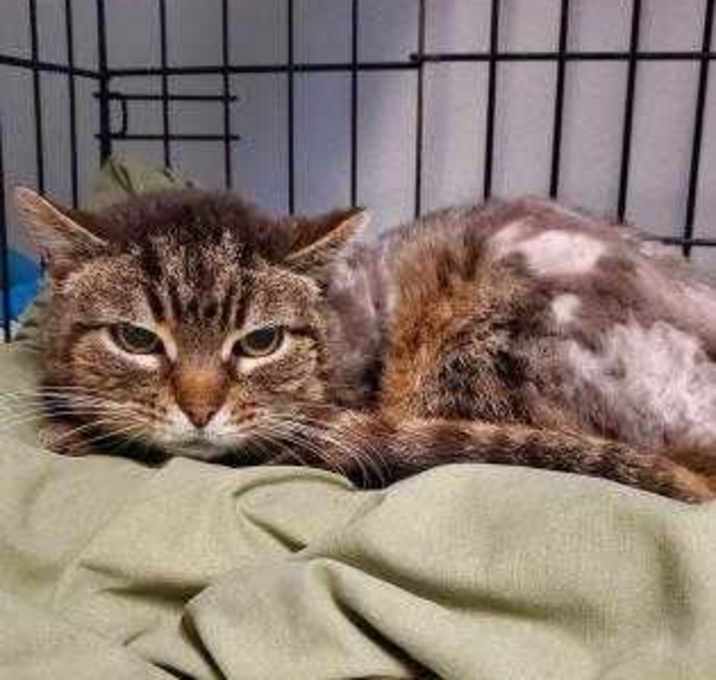 Photo of Mickey Mouse