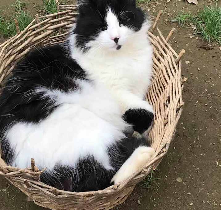 Photo of UNCLE FLUFFY