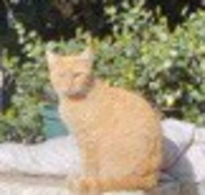 Photo of Orange Girl