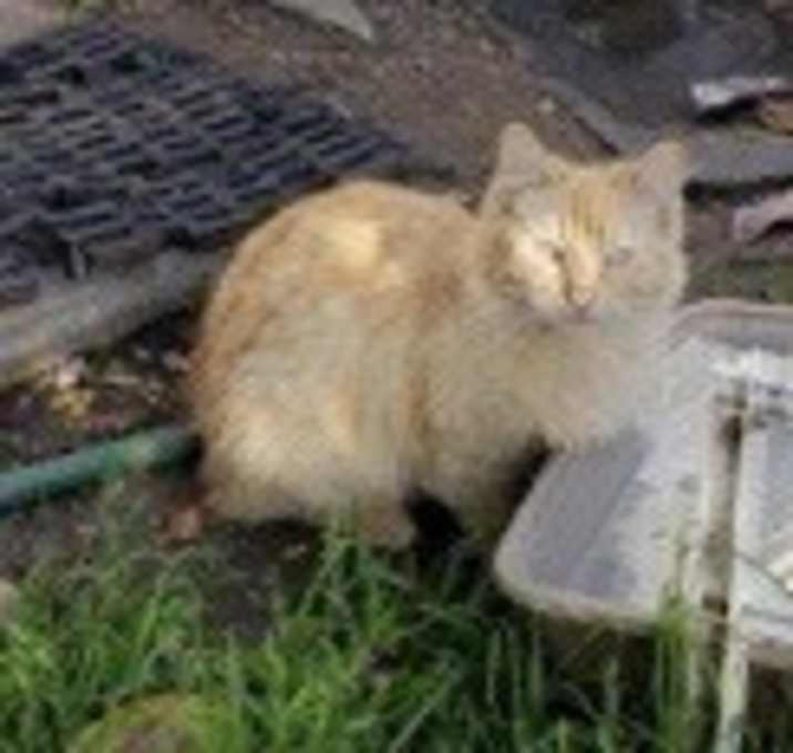 Photo of Orange Babe