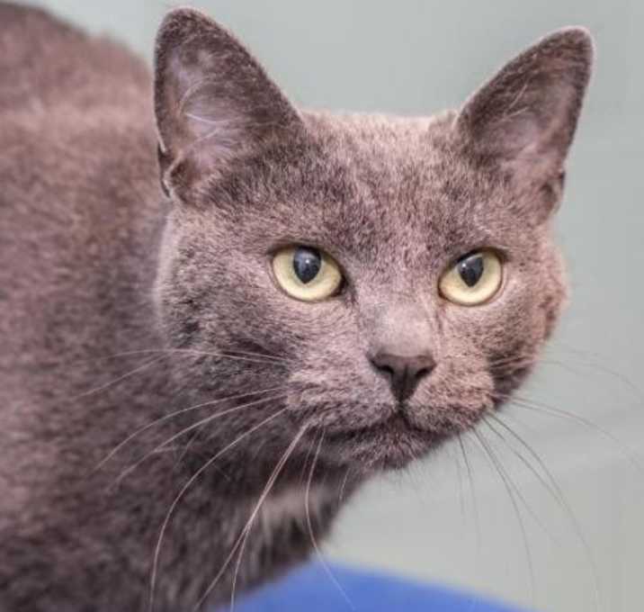 Photo of Ash--In Foster (Fully Sponsored)