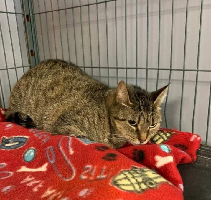 Photo of BELLA - Adopt Pending