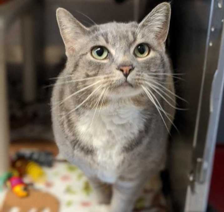 Photo of Banana--In Foster ***ADOPTION PENDING***