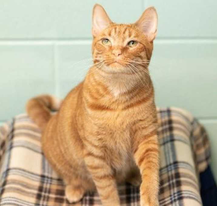 Photo of Valentino--In Foster (Fully Sponsored)