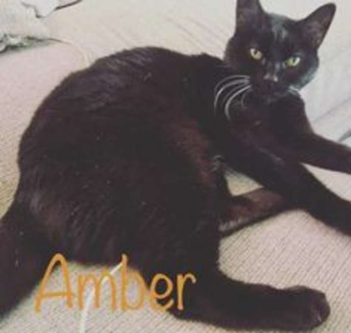 Photo of Amber