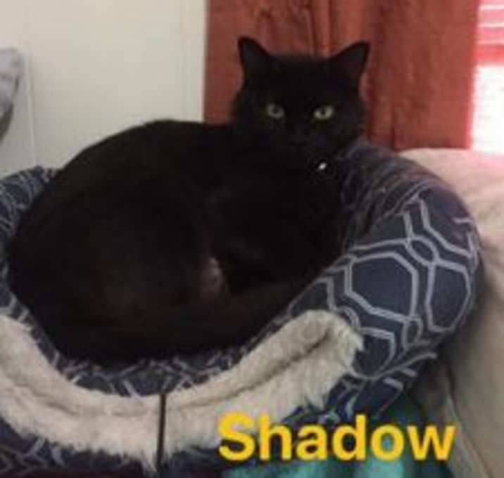Photo of Shadow