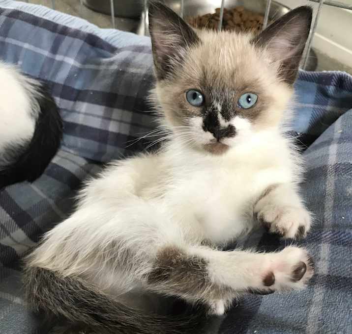 Photo of KITTEN -Sapphire-Siamese x