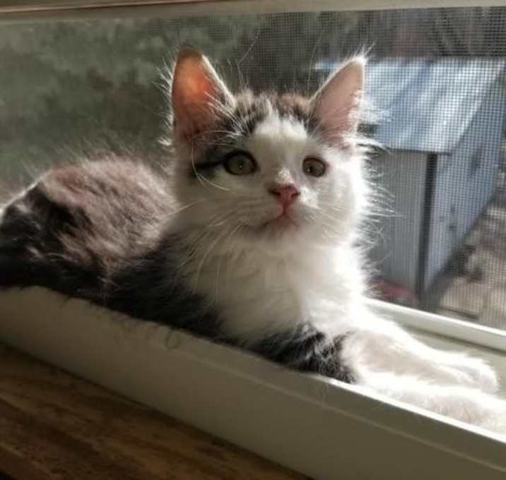 Photo of Little Foot- No Longer Accepting Applications