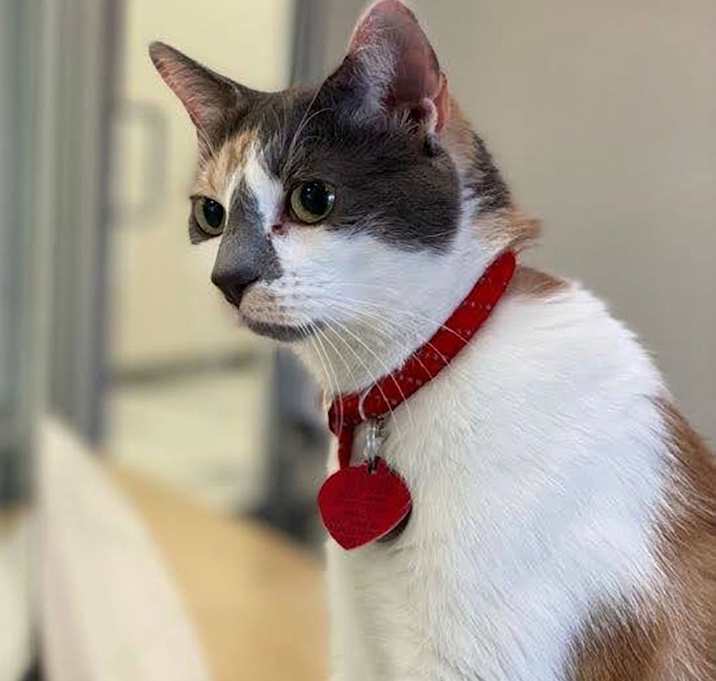 Photo of Misty Copeland