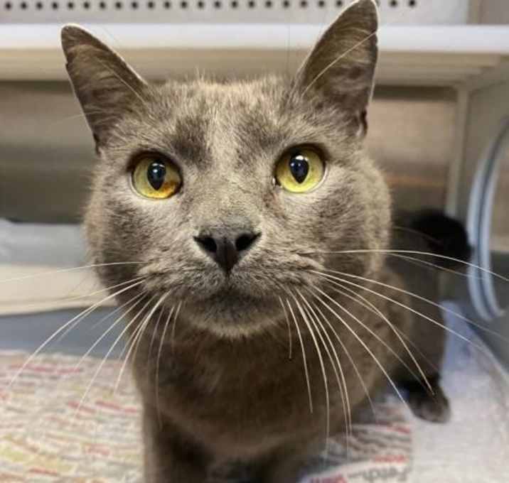 Photo of Neko - FREE Adoption Fee