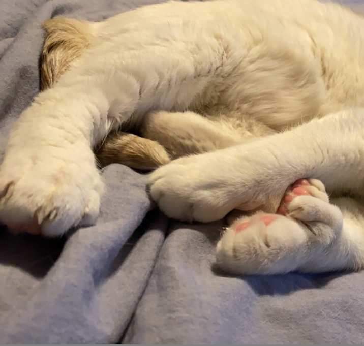 Photo of George (Cuddly Lap Cat)