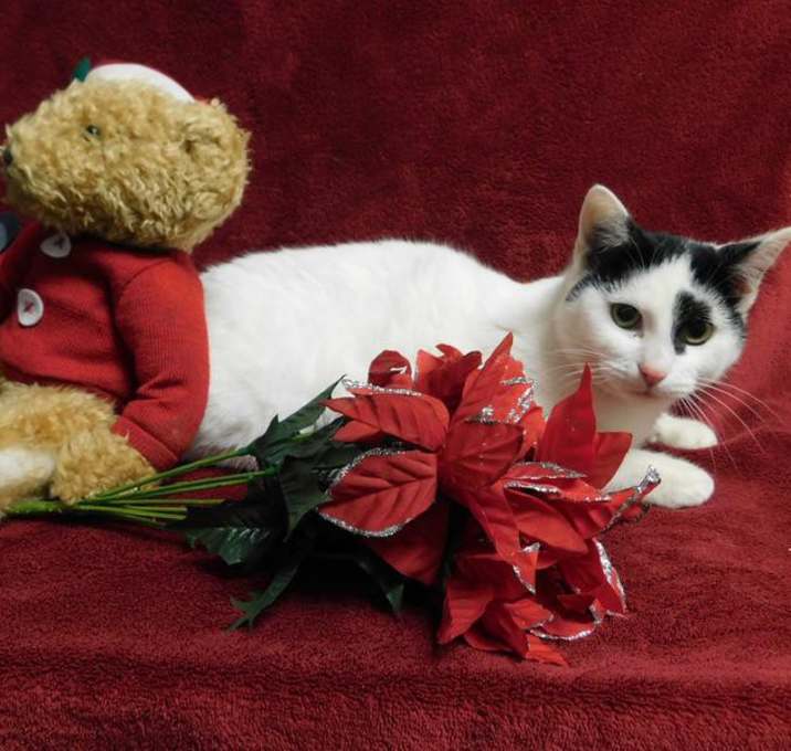 Photo of Pop Tart at PETCO St Peters