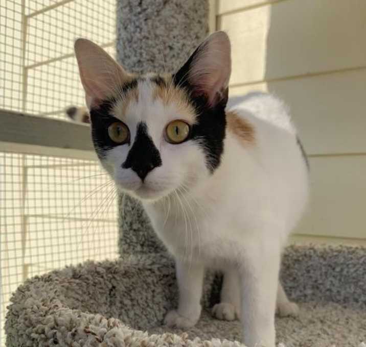 Photo of Katy Purrry