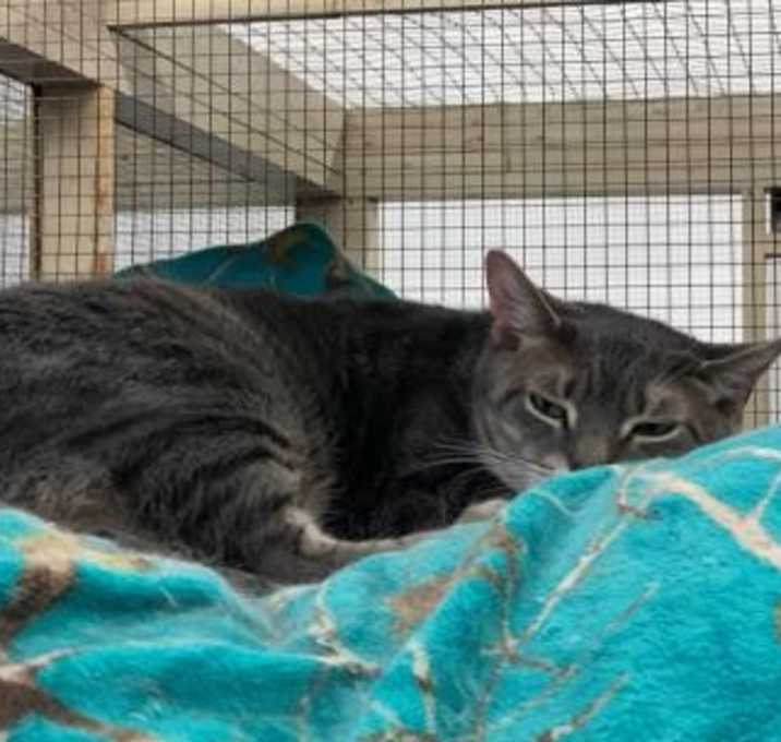 Photo of Kitty Kitty