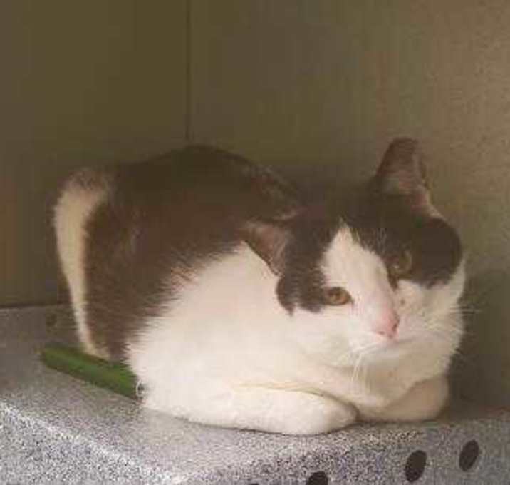 Photo of Ulrich (Barn Cat Adoption)