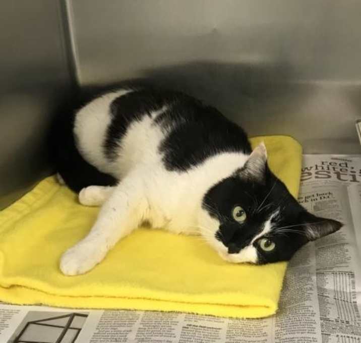 Photo of CA 115 'Cow Cat'