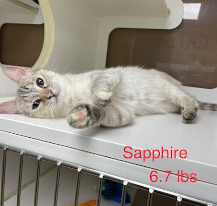 Photo of Sapphire