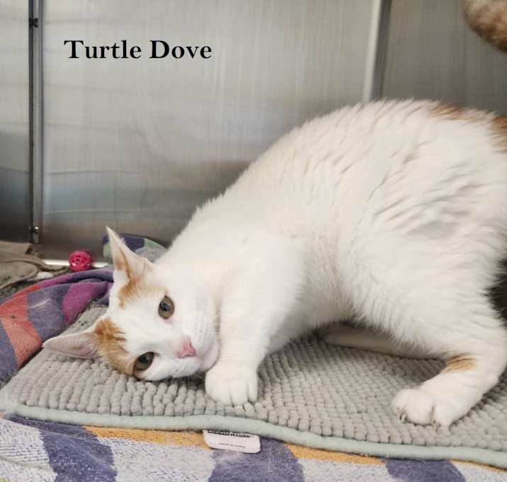 Photo of Turtle Dove C13935