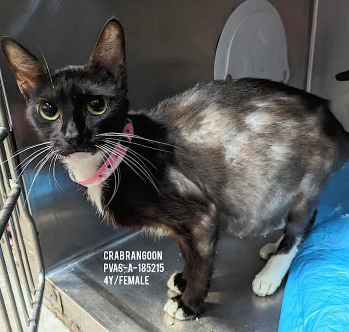 Photo of Crab Rangoon