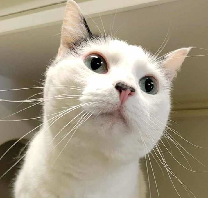 Photo of Navy Bean (aka Baby)