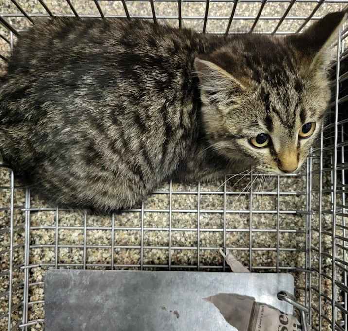 Photo of Barncat Bess