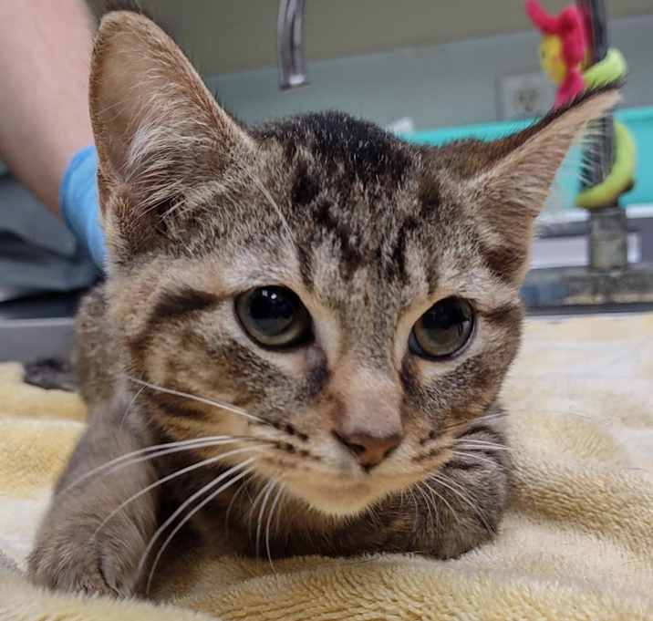 Photo of Sunny Baudelaire